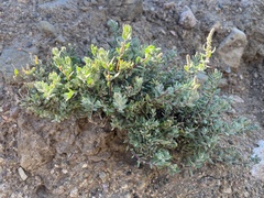 Extriplex californica