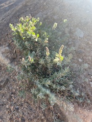 Extriplex californica