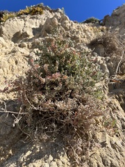 Extriplex californica