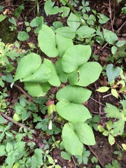 Jeffersonia diphylla