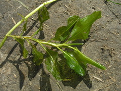 Potamogeton lucens