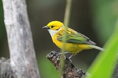 Tangara icterocephala