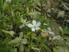 Silene procumbens