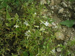 Silene procumbens