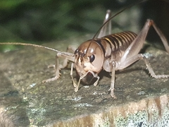 Hemiandrus