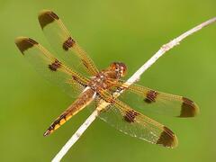 Libellula semifasciata