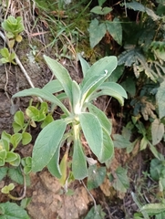 Pseudognaphalium viravira