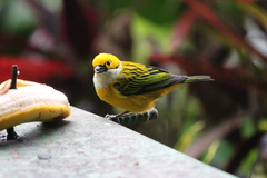 Tangara icterocephala