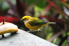 Tangara icterocephala