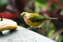 Tangara icterocephala