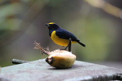 Euphonia imitans