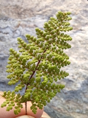 Myriopteris fendleri