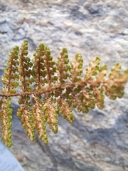 Myriopteris fendleri