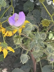 Eremalche rotundifolia