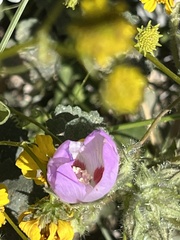 Eremalche rotundifolia