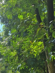 Pitangus sulphuratus