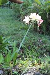 Hippeastrum