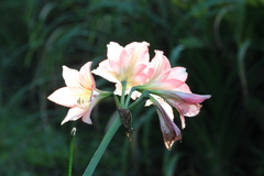 Hippeastrum