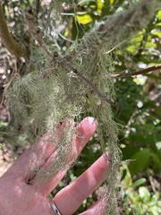 Ramalina usnea
