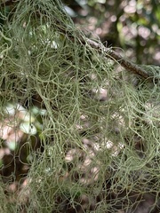 Ramalina usnea