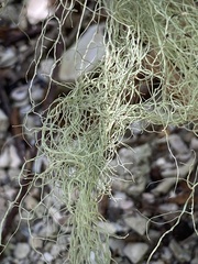 Ramalina usnea