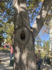 Magnolia grandiflora