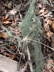 Ramalina usnea