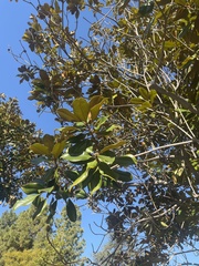 Magnolia grandiflora