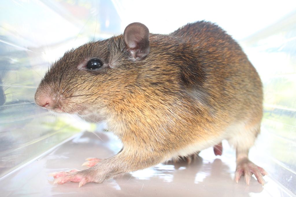 Tome's Spiny Rat from Panama on February 22, 2021 by Bio.Mundi18 ...