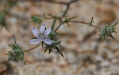 Eriastrum eremicum eremicum