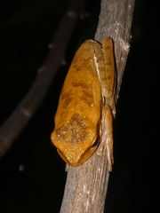 Boana raniceps