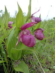 Cypripedium macranthos
