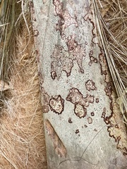 Arthonia rubrocincta