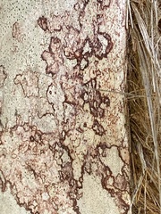 Arthonia rubrocincta