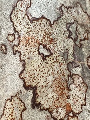 Arthonia rubrocincta