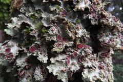 Pseudocyphellaria glabra