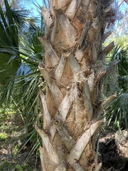 Arthonia rubrocincta