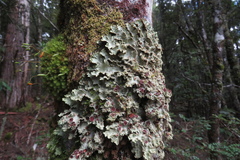 Pseudocyphellaria glabra