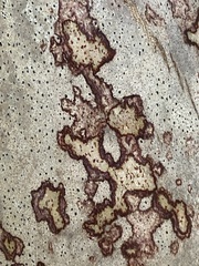 Arthonia rubrocincta