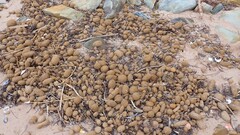 Posidonia australis