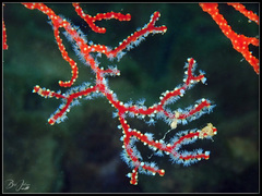 Melithaea