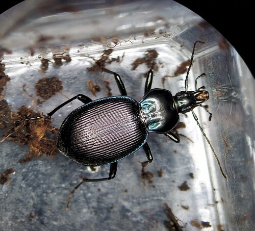 Canada Snail-eating Beetle photo 3