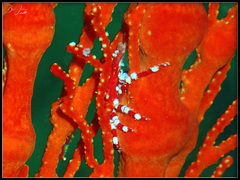 Xenocarcinus depressus