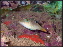 Canthigaster compressa