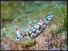 Hypselodoris infucata