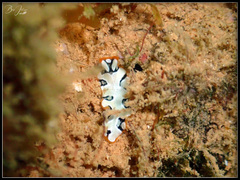 Pseudoceros scriptus