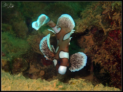 Plectorhinchus chaetodonoides