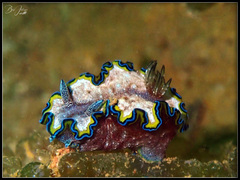 Glossodoris