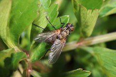 Macquartia grisea