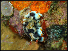 Chromodoris